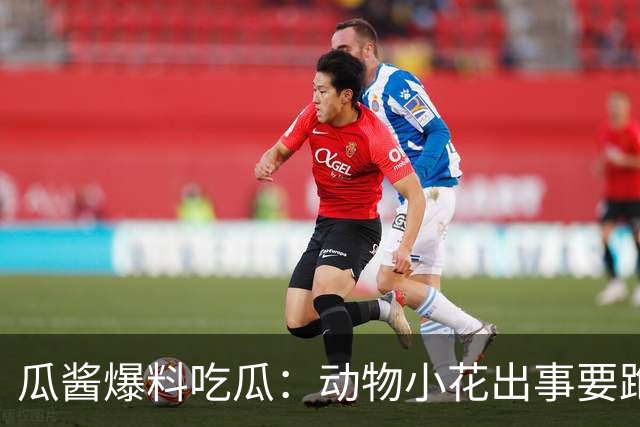 瓜酱爆料吃瓜：动物小花出事要跑路？